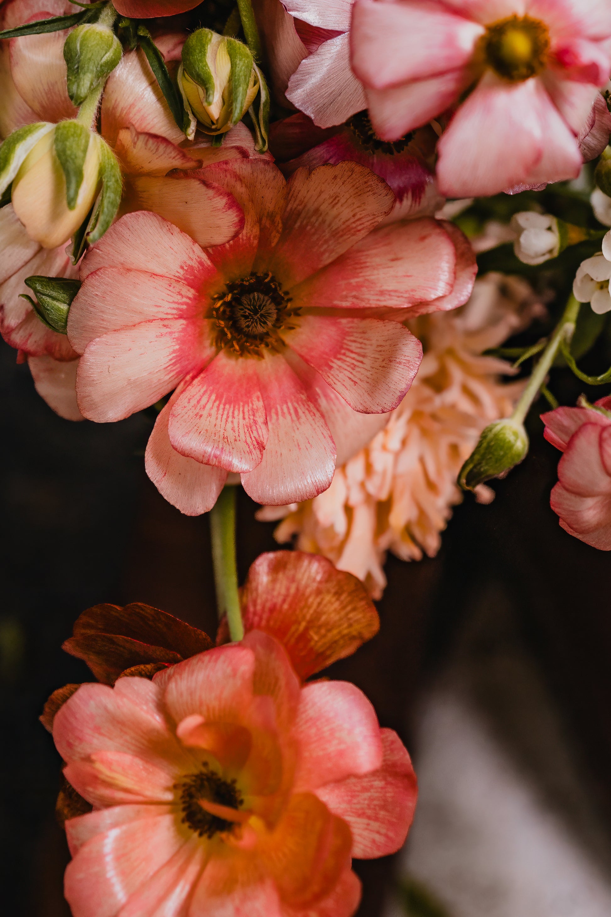 Close-up floral photograph of blush pink flowers with soft petals, warm tones, and delicate botanical details.