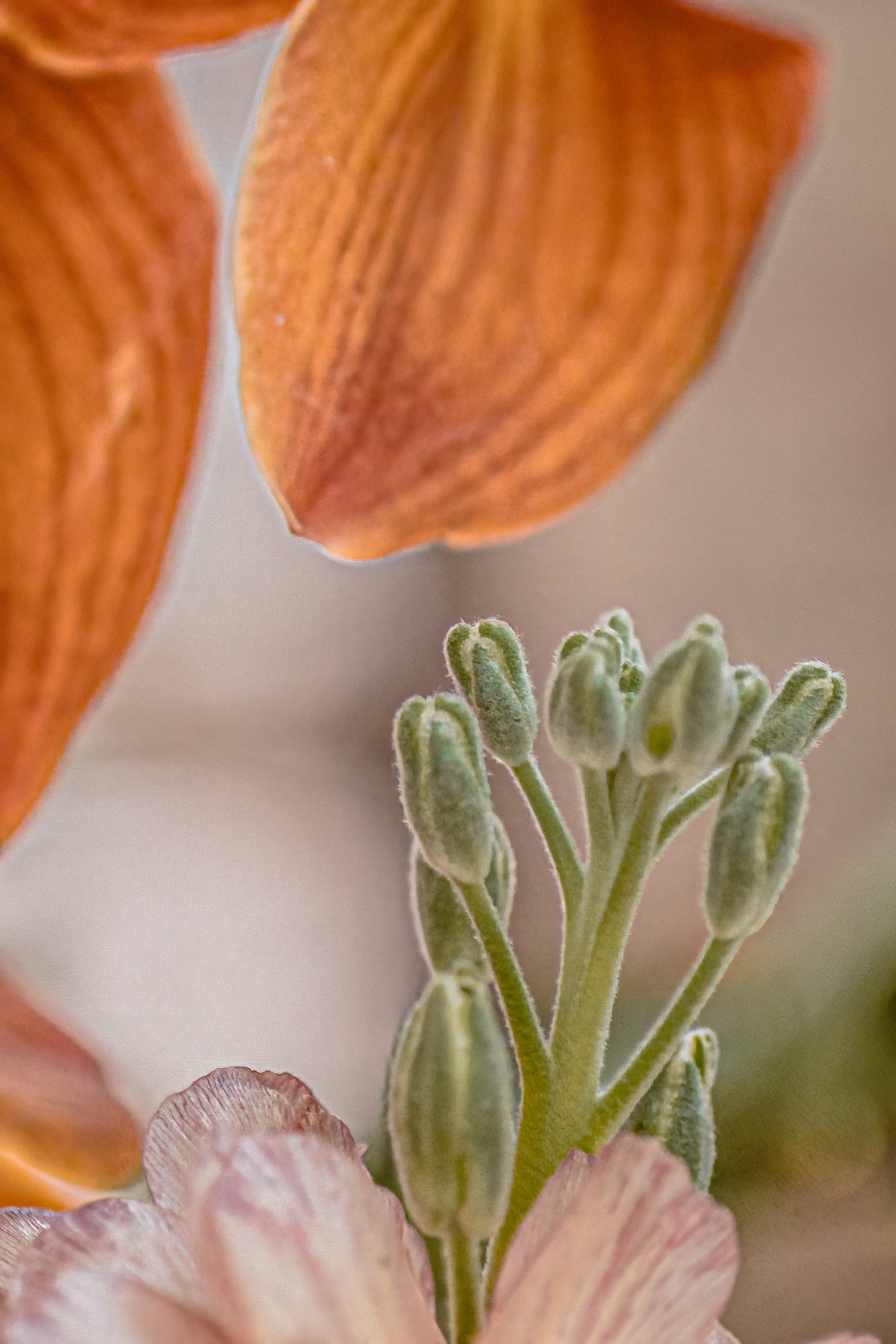 Close-up floral photograph of warm orange petals and soft green flower buds with delicate botanical texture.