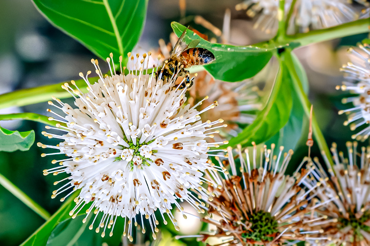 Close-up of a pollinator on a white blooming flower surrounded by green leaves and soft natural detail.