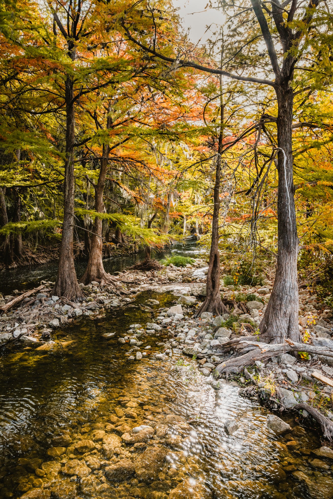 Cypress trees and clear creek water at Cypress Bend in New Braunfels, Texas, with rocky shoreline and warm autumn tones.